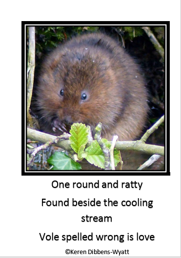vole-meme