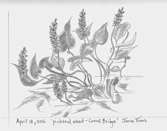 pickerel weed - Canal Bridge