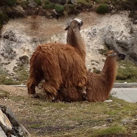 Animals enjoy the Cajas
