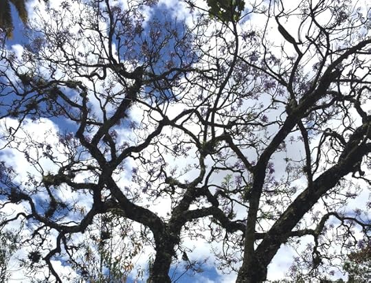 Tree before clouds in sky