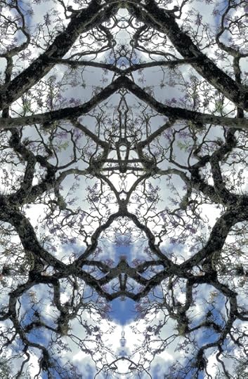 Branches over Sky Clouds