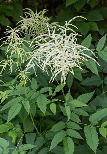 Aruncus dioicus (goatsbeard)