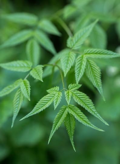 Aruncus dioicus foliage