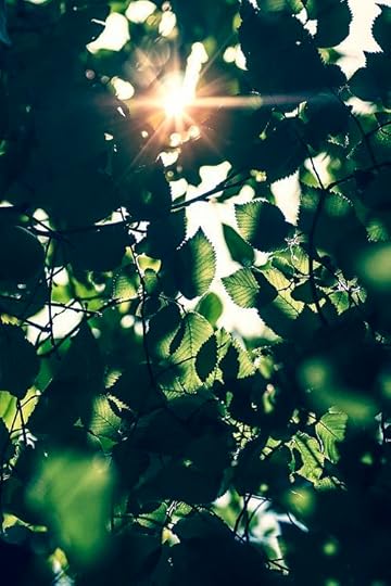 song-of-leaves1