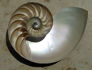 nautiluscutawaylogarithmicspiral