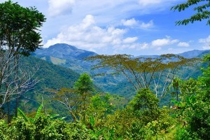 tree-canopy-1434709_640