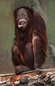 monkey laughing 2