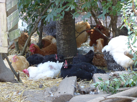 smallchickens