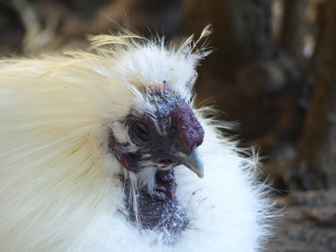 smallchicken