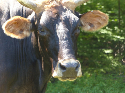 smallbull