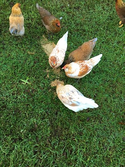 chick-circle