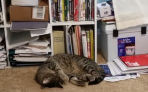 My cat's self-care involves sleeping on the floor all day.