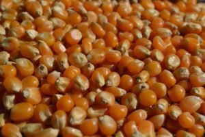 Kernel vs Colonel