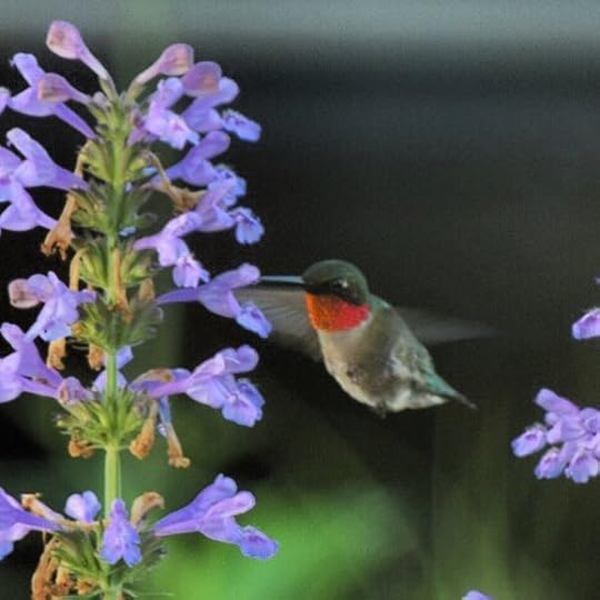hummingbird-on-nepeta