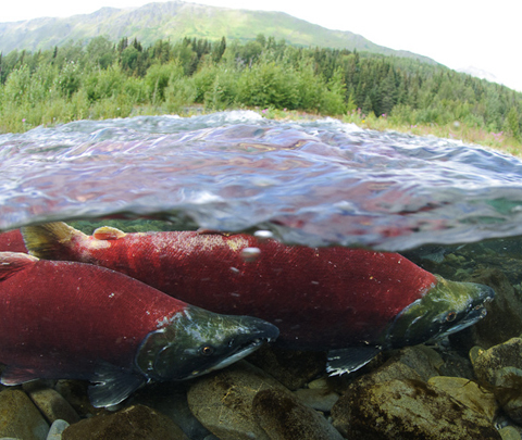 Photo: Wild Pacific salmon face an upstream battle for survival