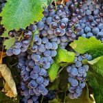 Wine Grapes