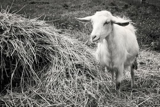 Sharon Springs NYBeekman Farm 2016 Harvest Festivalwww.katiesimmonsbarth.com