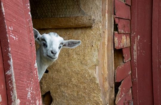 Sharon Springs NY<br />Beekman Farm <br />2016 Harvest Festival<br />www.katiesimmonsbarth.com