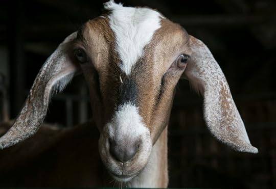 Sharon Springs NY<br />Beekman Farm <br />2016 Harvest Festival<br />www.katiesimmonsbarth.com