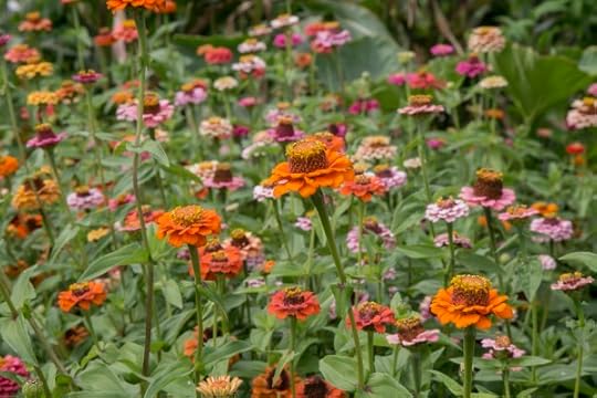 Sharon Springs NY<br />Beekman Farm <br />2016 Harvest Festival<br />www.katiesimmonsbarth.com