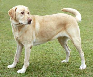 yellowlabradorlooking_new