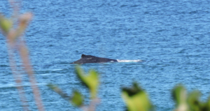 Thar she blows... or surfaces, anyway.