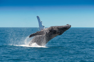 The shot I'd have loved to take! With thanks to Sunshine Coast Lifestyle.