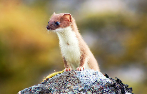Alaska_Weasel.jpg
