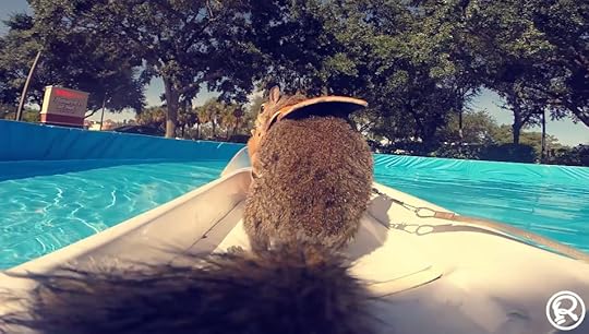 Twiggy, the waterskiiing squirrel at Ripley's