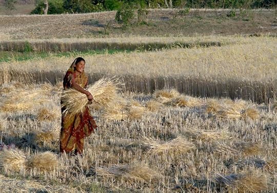 Woman harvesting wheat by Yann Forget