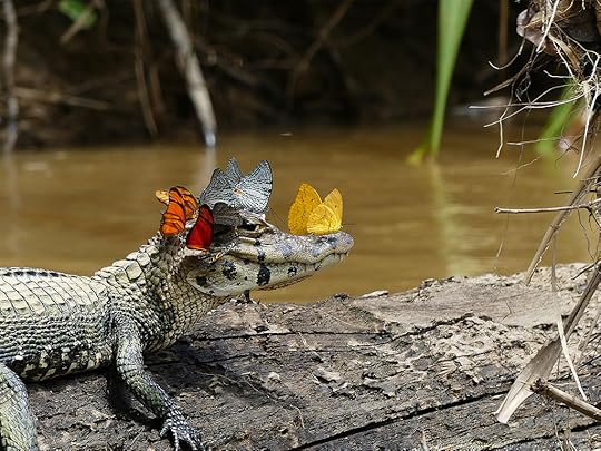 Mark Cowan / Royal Society Publishing Photography Competition