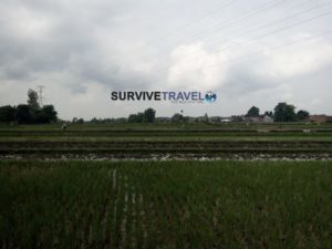 Javanese Healing Massage Course Review - Field - Survive Travel