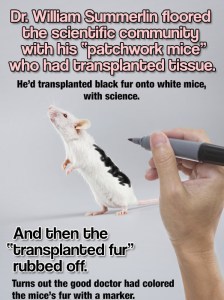 william-summerlin-1974-sloan-kettering-mouse-black-dot