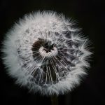 dandelion-1329776_960_720