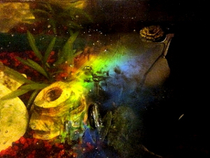 An iridescent biofilm on the surface of a fish tank.