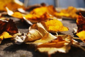 fallen-yellow-leaves