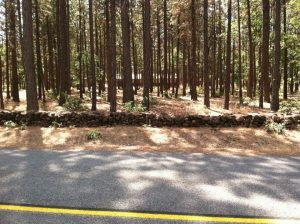 View of our house from the road, showing rock wall I built with Dad.