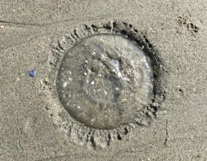 low tide in Kingston