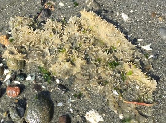 low tide in Kingston