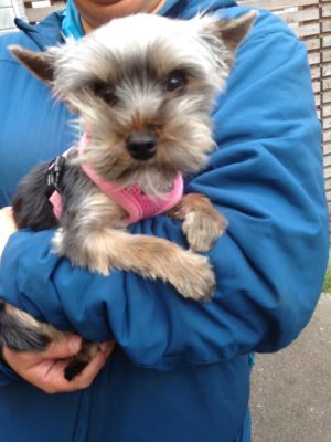 Den här fina hunden kom också och lyssnade.