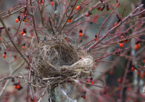 empty-nest