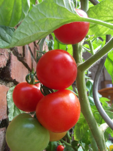 tomato-1086553_960_720