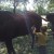 Painting a horse?