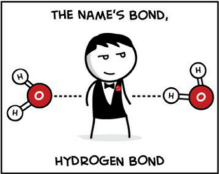 hydrogen-bond
