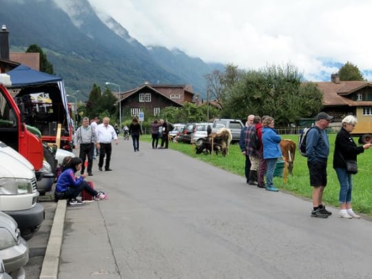 …observing the decorated cows…
