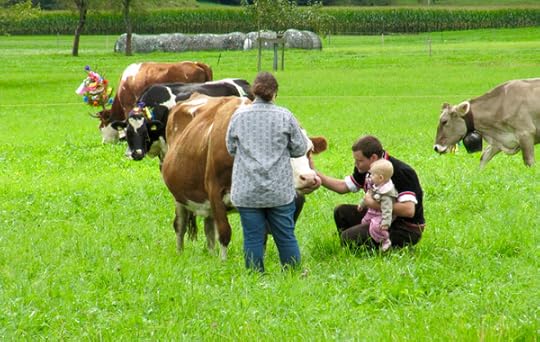 …feted cows…