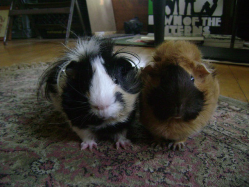 Finny's full name is Finntroll. Ozma is named after the princess and later queen from the Oz books and also the Melvins album. In this picture I'd call them The Two. 