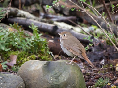 hermit thrush