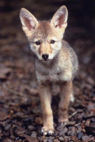 Courtesy Predator Defense