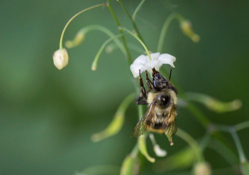 Native bumblebee on Vancouveria hexandra
